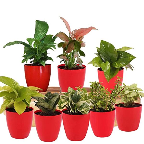 POTS AND PLANTS Combo of Pink Syngonium Plant, Dwarf Syngonium, Golden Money Plant, Sansevieria Green, Green Money Plant, White Money Plant, Good Luck Jade and Peace Lily - Set of 8 Plants