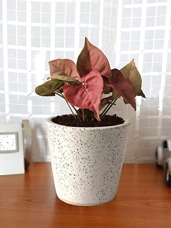 POTS and Plants Good Luck Air Purifying Live Pink Syngonium Plant in Ceramic Pot, Pink Leaves