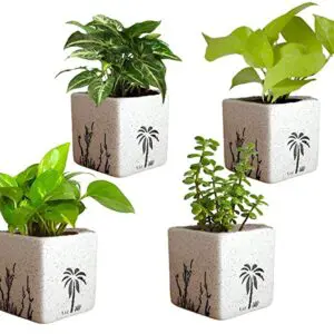 POTS AND PLANTS Combo of Good Luck Air Purifying Live Money Plant Golden Pothos Syngonium Green and Jade in Ceramic Pot