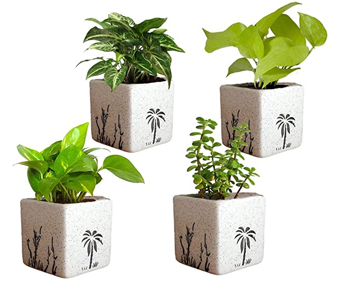 POTS AND PLANTS Combo of Good Luck Air Purifying Live Money Plant Golden Pothos Syngonium Green and Jade in Ceramic Pot