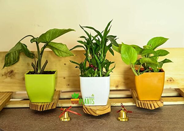 POTS and Plants Plastic Flower Pots, Multicolour, 9.5 Inches, Pack of 3 (DSC_0808)
