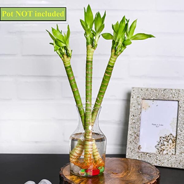 POTS AND PLANTS 30 cm Lotus Bamboo Live Plants Without Glass Container