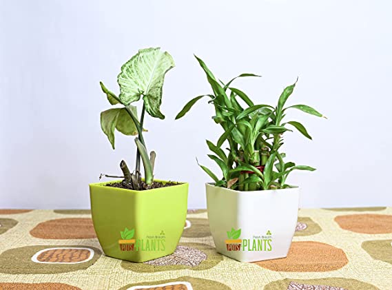 POTS and Plants Plastic Flower Pots, Multicolour, 9.5 Inches, Pack of 4 (DSC_0806)