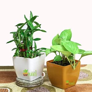 POTS AND PLANTS Combo of 2 Good Luck Plants 2 Layer Lucky Bamboo with Glass Bowl and Golden Money Plant with Multicolor Pot || Best Diwali Gift || NASA Recommended Air Purifier