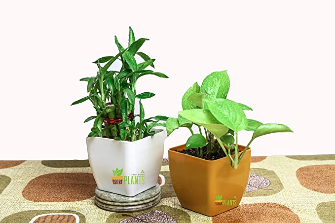 POTS AND PLANTS Combo of 2 Good Luck Plants 2 Layer Lucky Bamboo with Glass Bowl and Golden Money Plant with Multicolor Pot || Best Diwali Gift || NASA Recommended Air Purifier