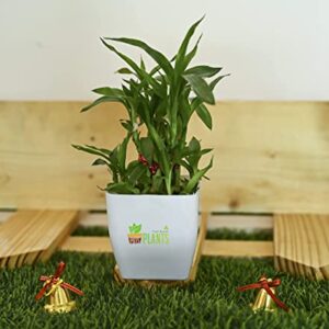 POTS and Plants 2 Layer Lucky Bamboo in Plastic Flower Pots (Bamboo:2-Layer Bamboo; 17-19 Stalks & Pot:3*3*3inches[Multicolor])