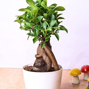 Pot's & Plant's Grafted Bonsai Live Plant Indoor (4 Years Old in Multicolor Plastic Pot with 5gm Fertilizer)