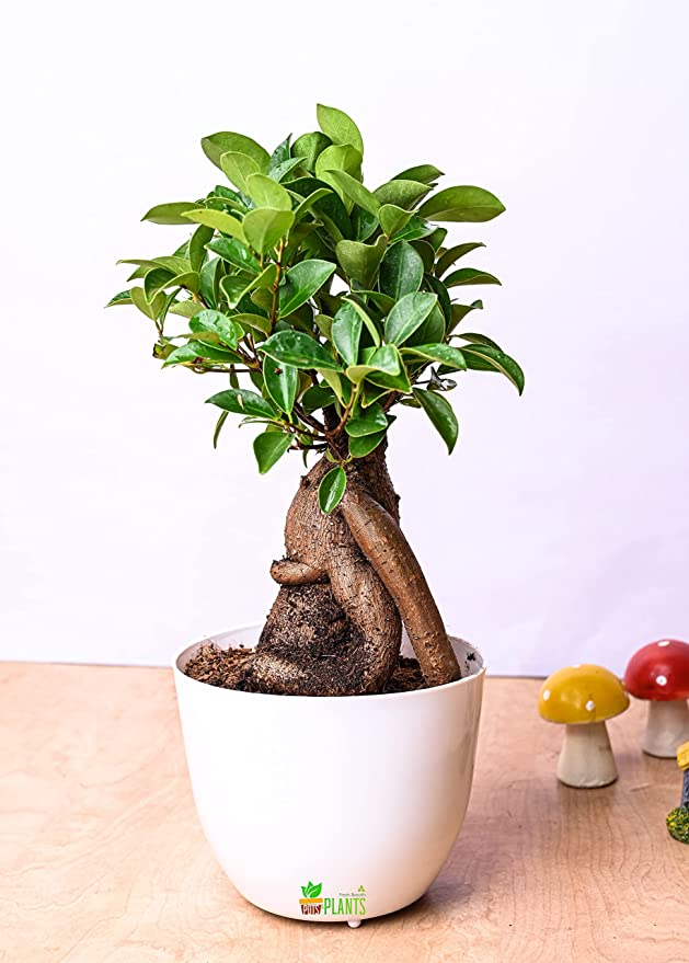 Pot's & Plant's Grafted Bonsai Live Plant Indoor (4 Years Old in Multicolor Plastic Pot with 5gm Fertilizer)