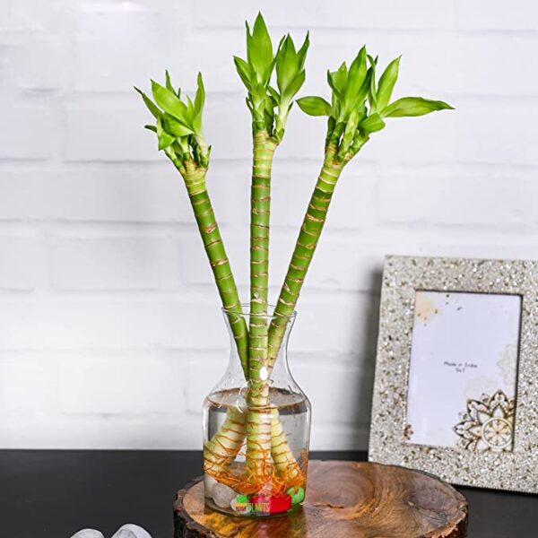 POTS AND PLANTS 30 cm Lotus Bamboo Live Plants Without Glass Container