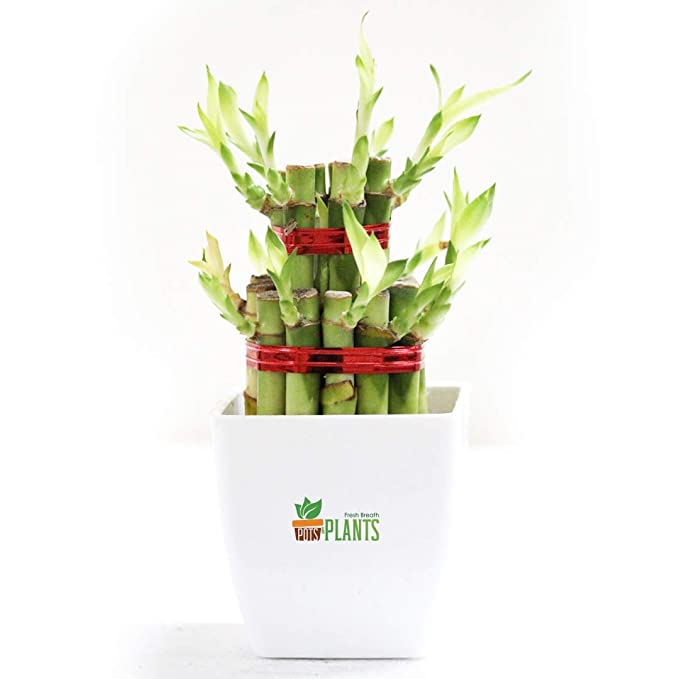 POTS AND PLANTS Lucky Bamboo Two Layer Plastic (Indoor Bamboo Tree Plants) in Pot- for Gifting, Home Decor, Tabletop & Office Desk (White)