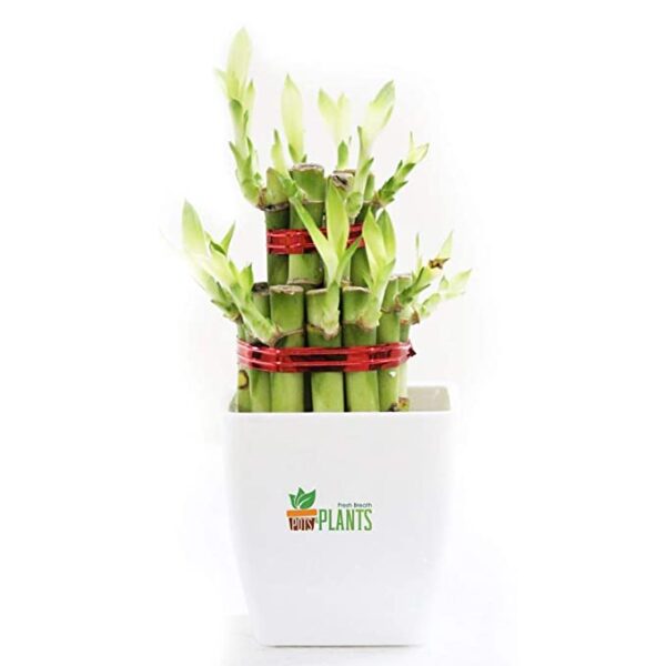 POTS AND PLANTS Lucky Bamboo Two Layer Plastic (Indoor Bamboo Tree Plants) in Pot- for Gifting, Home Decor, Tabletop & Office Desk (White)