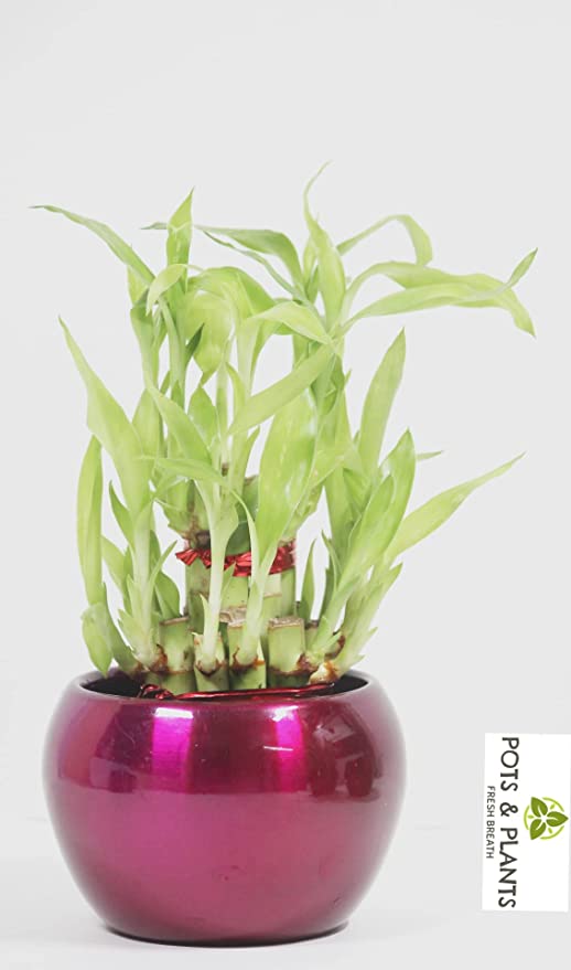 POTS AND PLANTS Lucky Bamboo Two Layer in Metal (Indoor Bamboo Tree Plants) in Pot- for Gifting, Home Decor, Tabletop & Office Desk with 1 Year Lucky Bamboo Fertilizer
