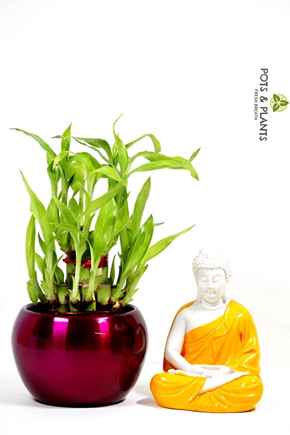 POTS AND PLANTS Lucky Bamboo Two Layer in Metal (Indoor Bamboo Tree Plants) in Pot- for Gifting, Home Decor, Tabletop & Office Desk with 1 Year Lucky Bamboo Fertilizer
