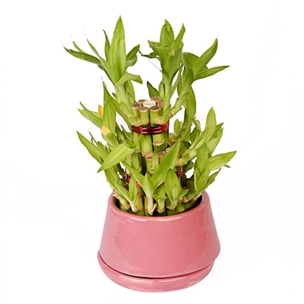POTS AND PLANTS Lucky Bamboo Two Layer Ceramic (Indoor Bamboo Tree Plants) in Pot for Gifting, Home Decor, Tabletop & Office Desk (Pink)