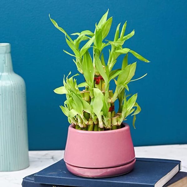 POTS AND PLANTS Lucky Bamboo Two Layer Ceramic (Indoor Bamboo Tree Plants) in Pot for Gifting, Home Decor, Tabletop & Office Desk (Pink)