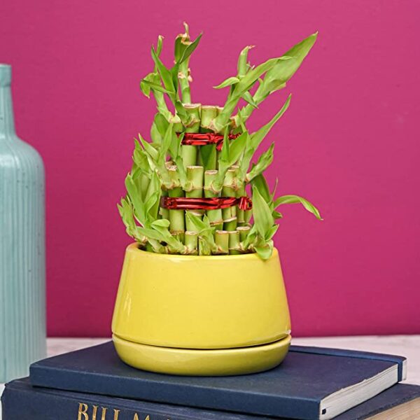 POTS AND PLANTS Lucky Bamboo Two/Three Layer (Indoor Bamboo Tree Plants) in Pot- for Gifting, Home Decor, Tabletop & Office Desk (Yellow)