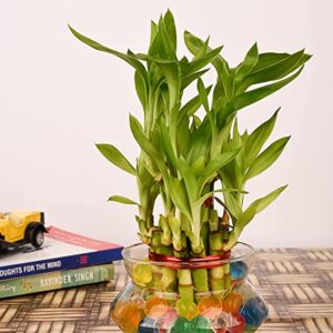 POTS AND PLANTS Lucky Bamboo Two Layer Plastic (Indoor Bamboo Tree Plants) in Pot for Gifting, Home Decor, Tabletop & Office Desk (Transparent Glass)