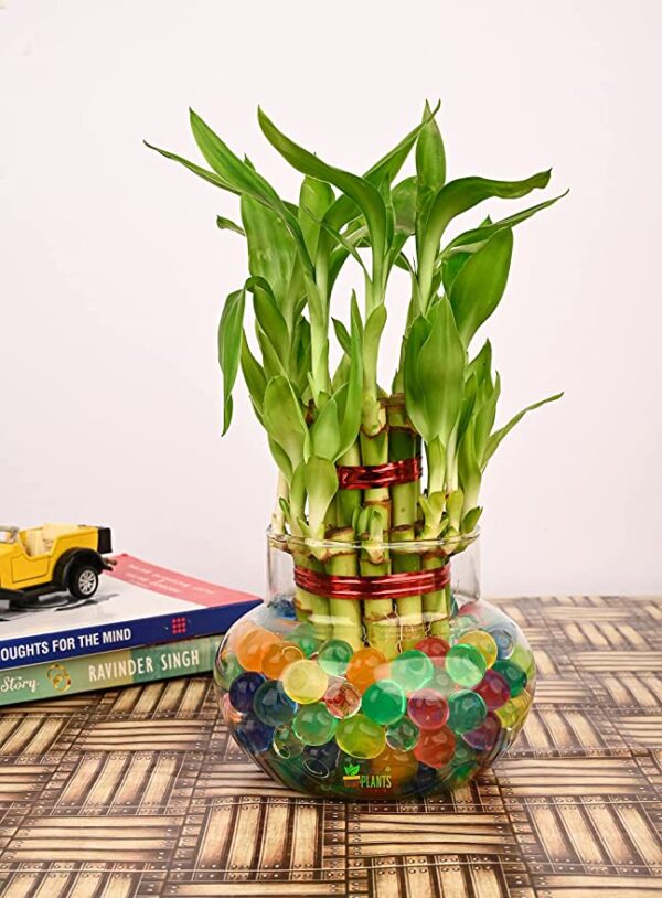 POTS AND PLANTS Lucky Bamboo Two Layer Plastic (Indoor Bamboo Tree Plants) in Pot for Gifting, Home Decor, Tabletop & Office Desk (Transparent Glass)