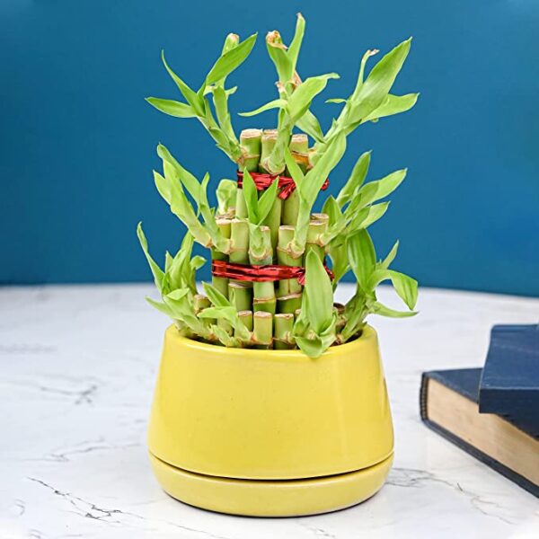 POTS AND PLANTS Lucky Bamboo Two/Three Layer (Indoor Bamboo Tree Plants) in Pot- for Gifting, Home Decor, Tabletop & Office Desk (Yellow)