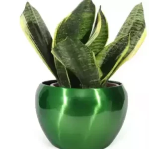 Pots & Plants Metal Pots(5 inches) Multipurpose Pot,flower planter,Without Plant (Green) Plant Container Set  (Metal)