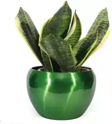 Pots & Plants Metal Pots(5 inches) Multipurpose Pot,flower planter,Without Plant (Green) Plant Container Set  (Metal)