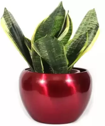 Pots & Plants Metal Pots(5 inches) Multipurpose Pot, flower planter, Without Plant (Red) Plant Container Set (Metal)