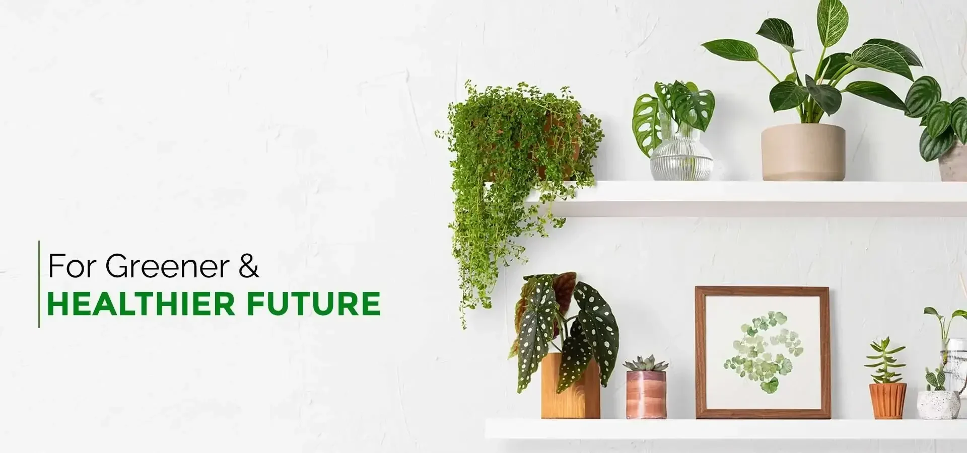 Plants-aa-Without-logo-quimy-rrdc1zlsloi4yuk3quo8mh7tqht7l5128hymylh2co (1)
